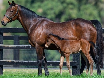 Bangaloe Stud’s Ritchie invests in new blood Image 3